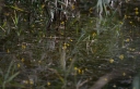 IMGP2330-1024.jpg
