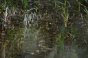 IMGP2331-1024.jpg