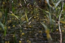 IMGP2345-1024.jpg