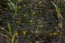 IMGP2346-1024.jpg