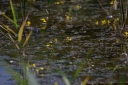 IMGP2347-1024.jpg