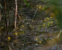IMGP2350-1024.jpg
