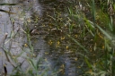 IMGP2358-1024.jpg