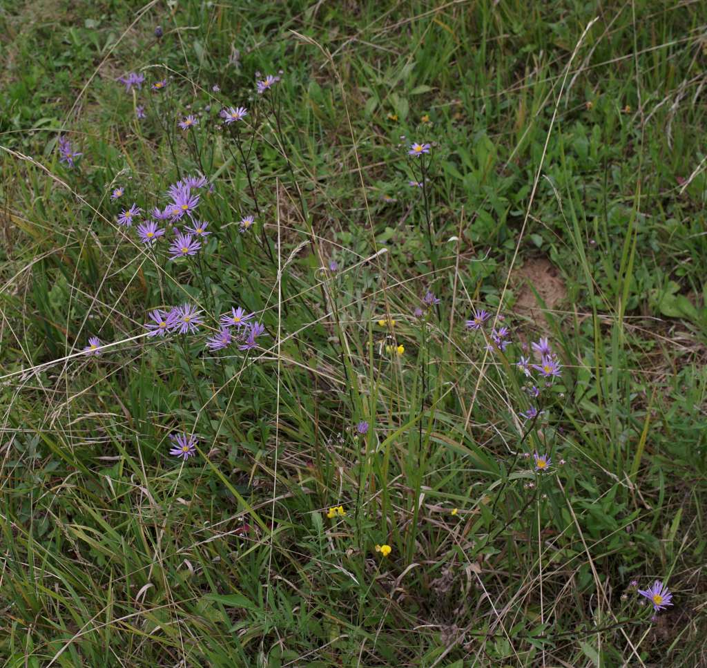 IMGP2594-1024.jpg