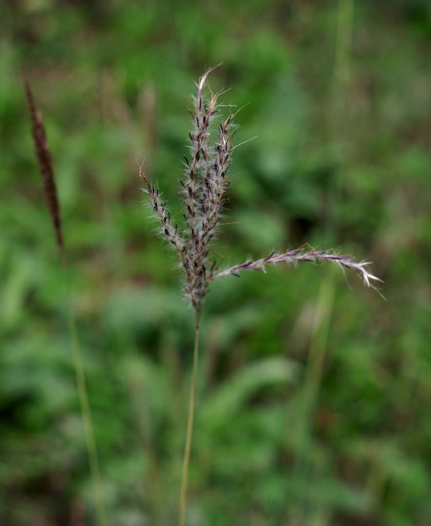 IMGP2597-1024.jpg