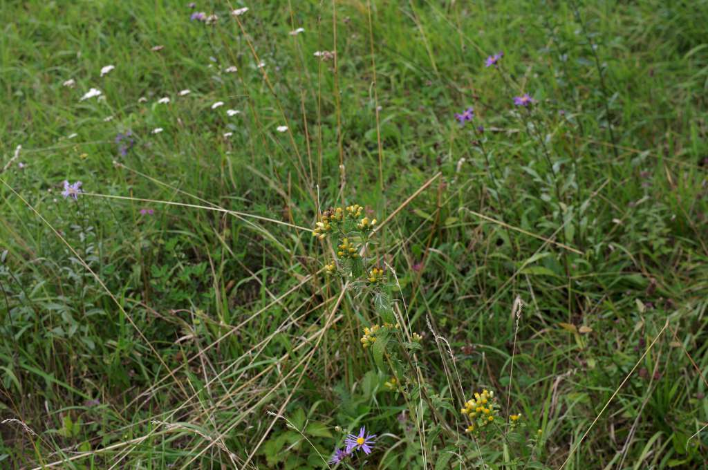 IMGP2601-1024.jpg