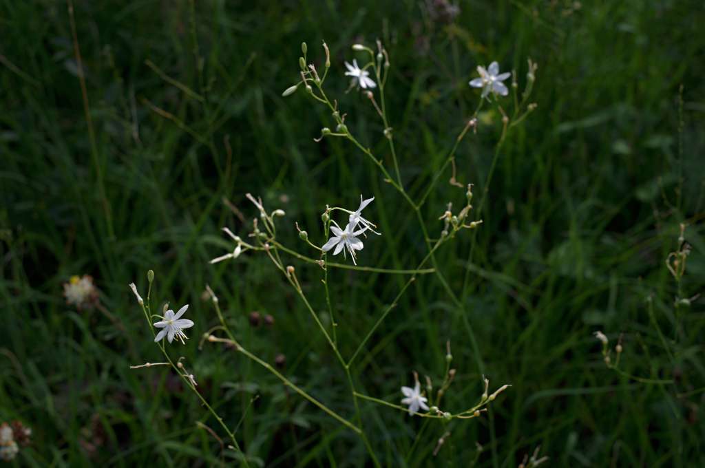 IMGP2636-1024.jpg