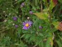 IMGP2591-1024.jpg
