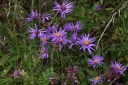 IMGP2592-1024.jpg