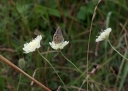 IMGP2613-1024.jpg