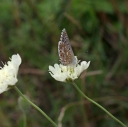 IMGP2614-1024.jpg