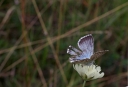 IMGP2615-1024.jpg
