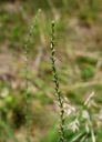IMGP2622-1024.jpg