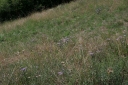 IMGP2630-1024.jpg