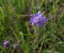 IMGP2633-1024.jpg