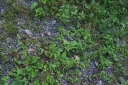 IMGP2657-1024.jpg