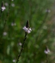 IMGP2660-1024.jpg