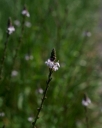 IMGP2661-1024.jpg