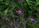 IMGP2675-1024.jpg