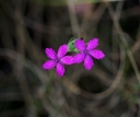 IMGP2679-1024.jpg