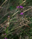 IMGP2681-1024.jpg
