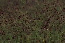 IMGP2693-1024.jpg