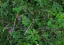 IMGP2721-1024.jpg