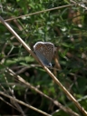 IMGP2726-1024.jpg