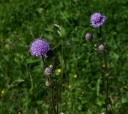 IMGP2729-1024.jpg