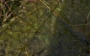 IMGP2749-1024.jpg