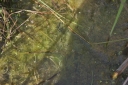 IMGP2750-1024.jpg