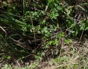 IMGP2796-1024.jpg