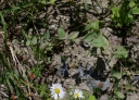 IMGP2815-1024.jpg