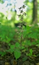 IMGP2817-1024.jpg