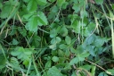 IMGP2847-1024.jpg