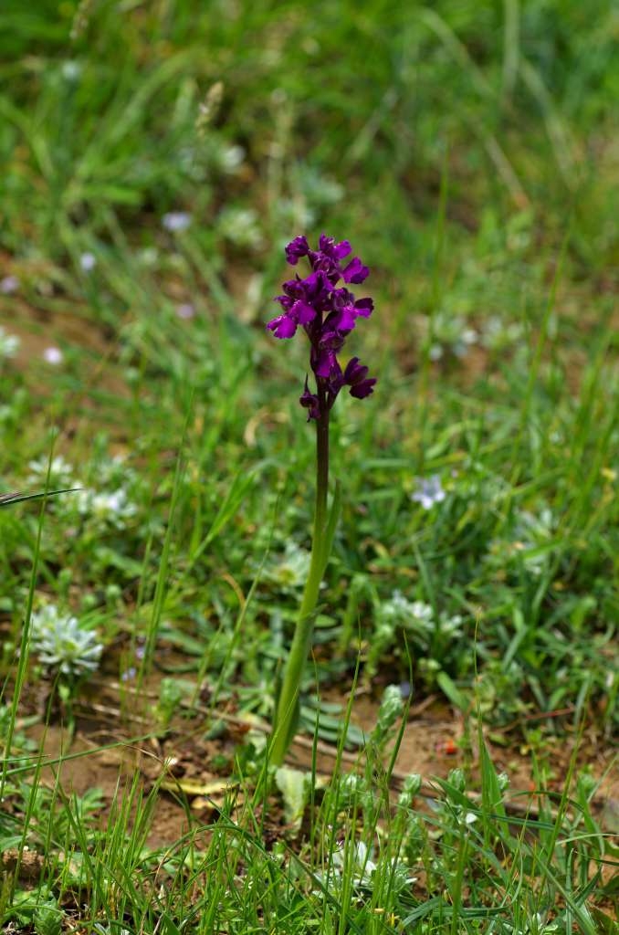 IMGP0635-1024~0.jpg