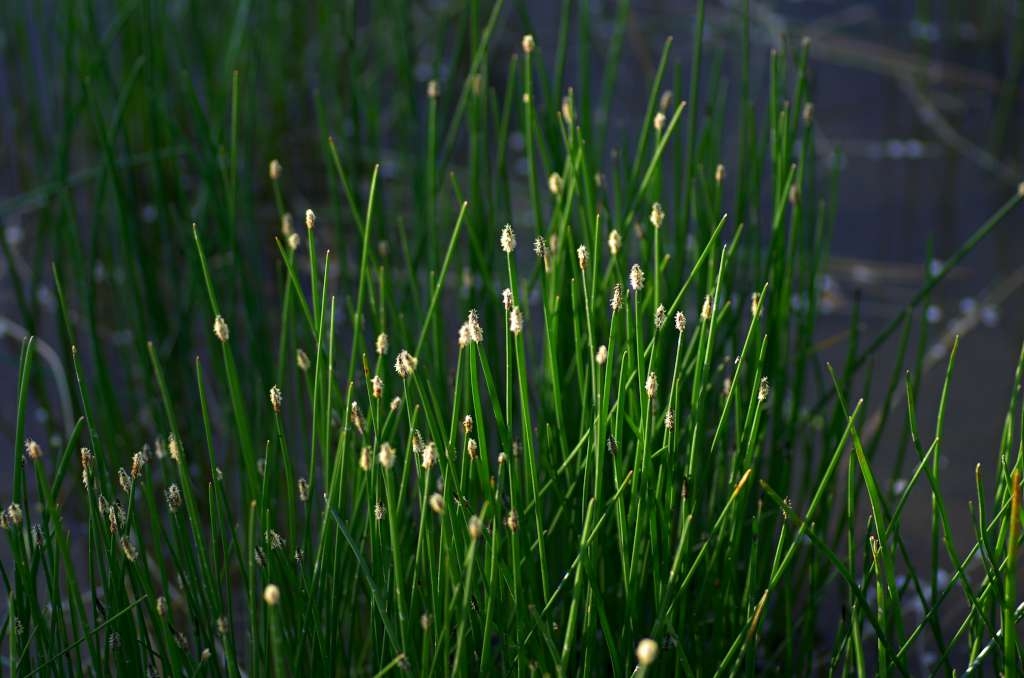 IMGP0729-1024~0.jpg