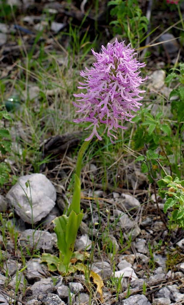 IMGP1119-1024.jpg