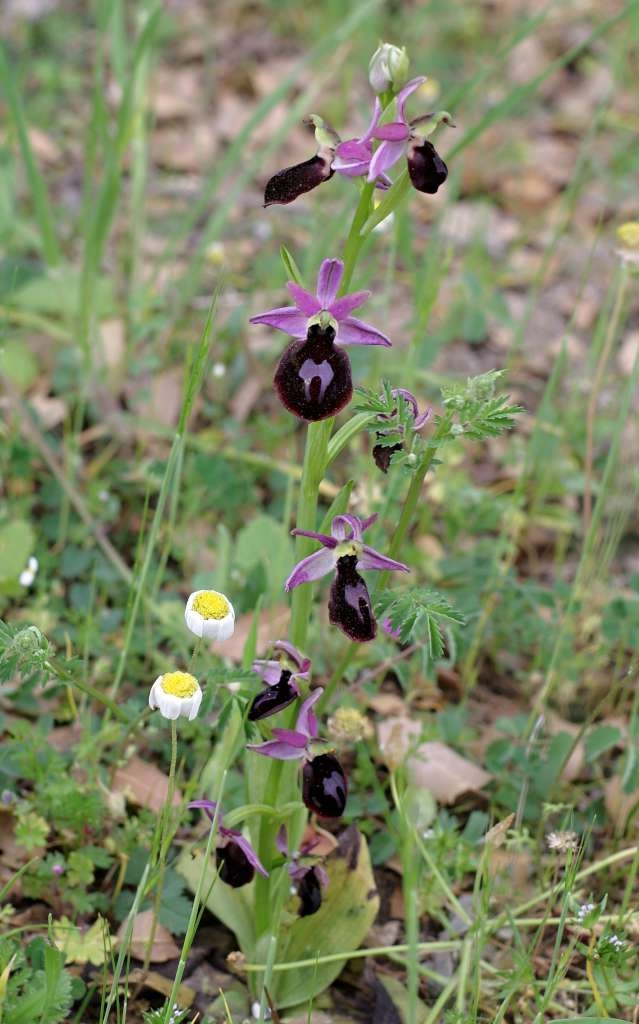 IMGP1753-1024~2.jpg