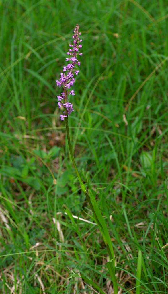 IMGP1834-1024~0.jpg