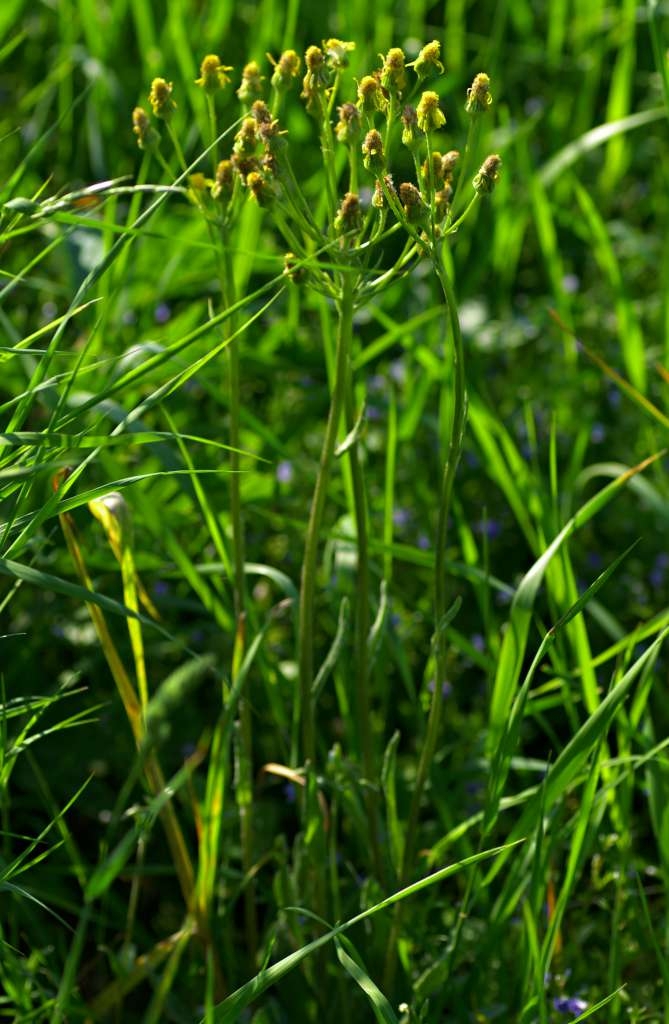IMGP2011-1024~3.jpg