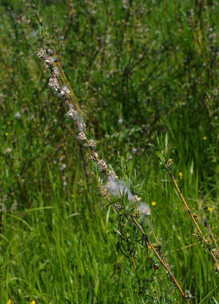 IMGP2228-1024~4.jpg