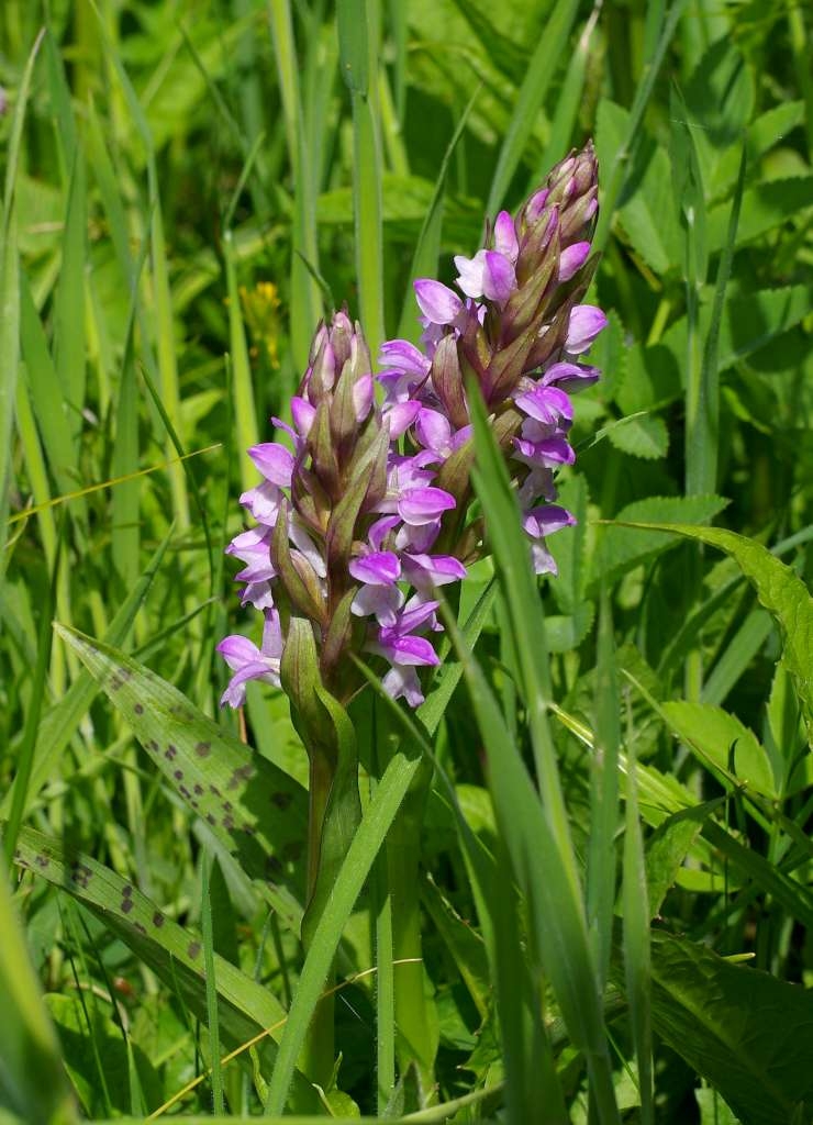 IMGP2330-1024~1.jpg
