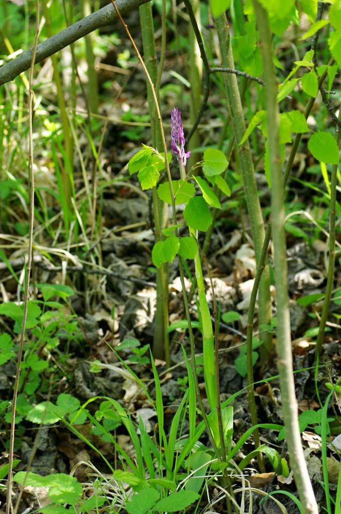 IMGP2542-1024~2.jpg