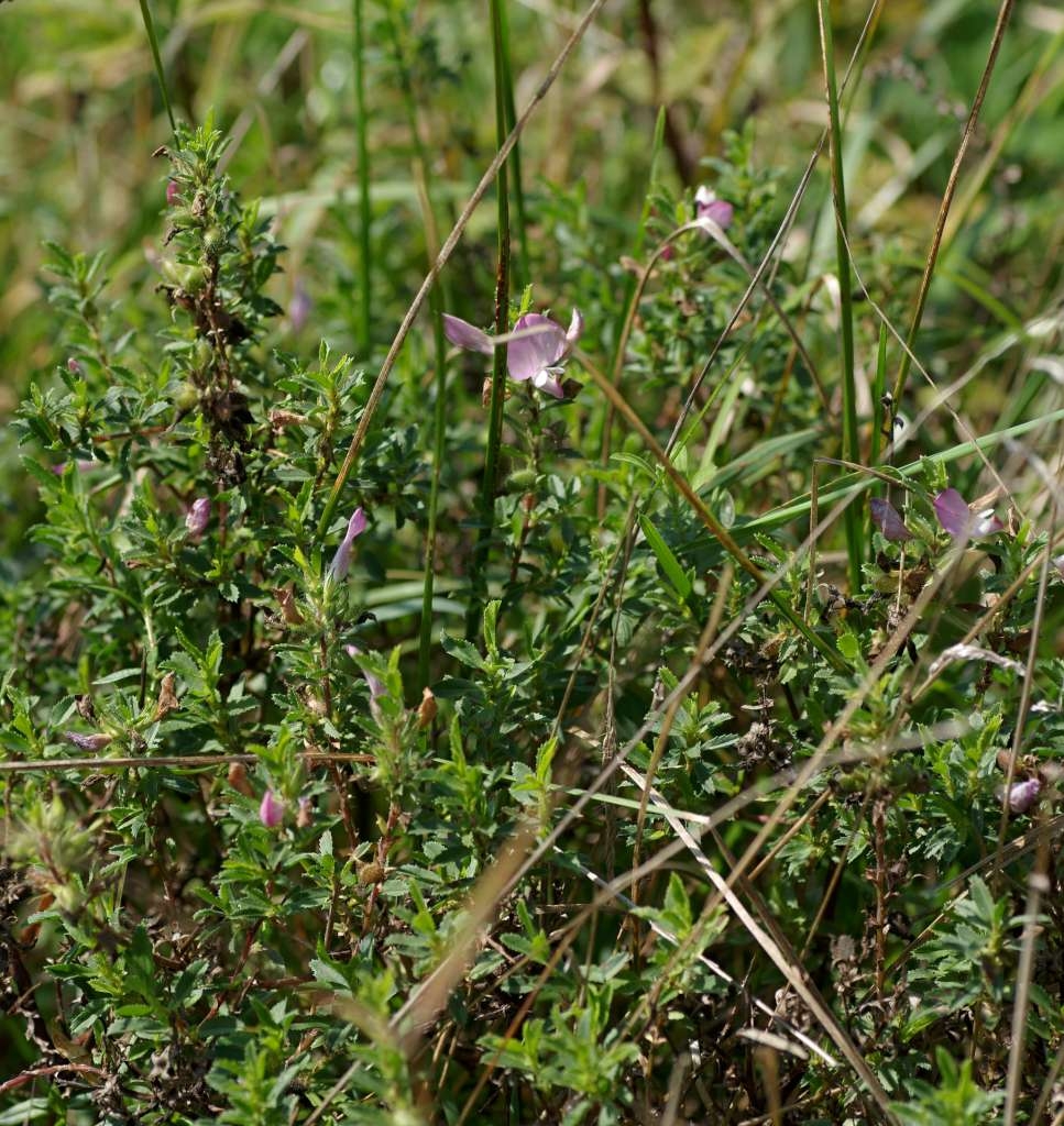 IMGP3235-1024~2.jpg