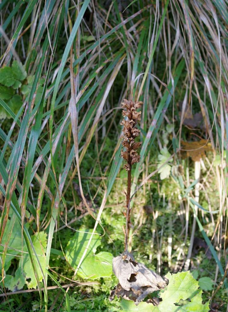 IMGP3978-1024~0.jpg