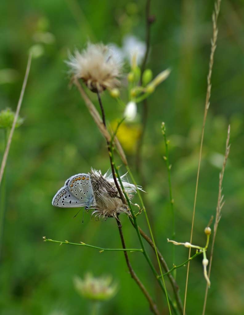 IMGP4801-1024~0.jpg