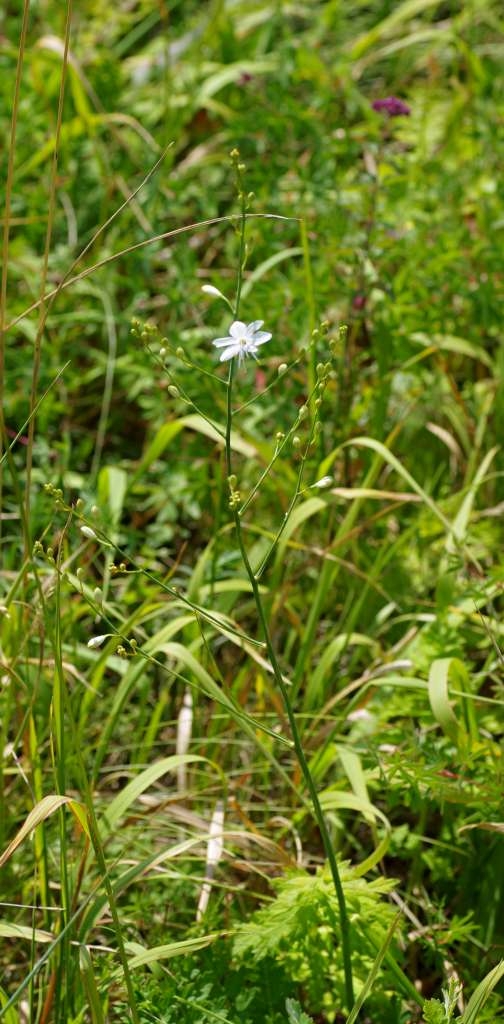 IMGP5007-1024.jpg