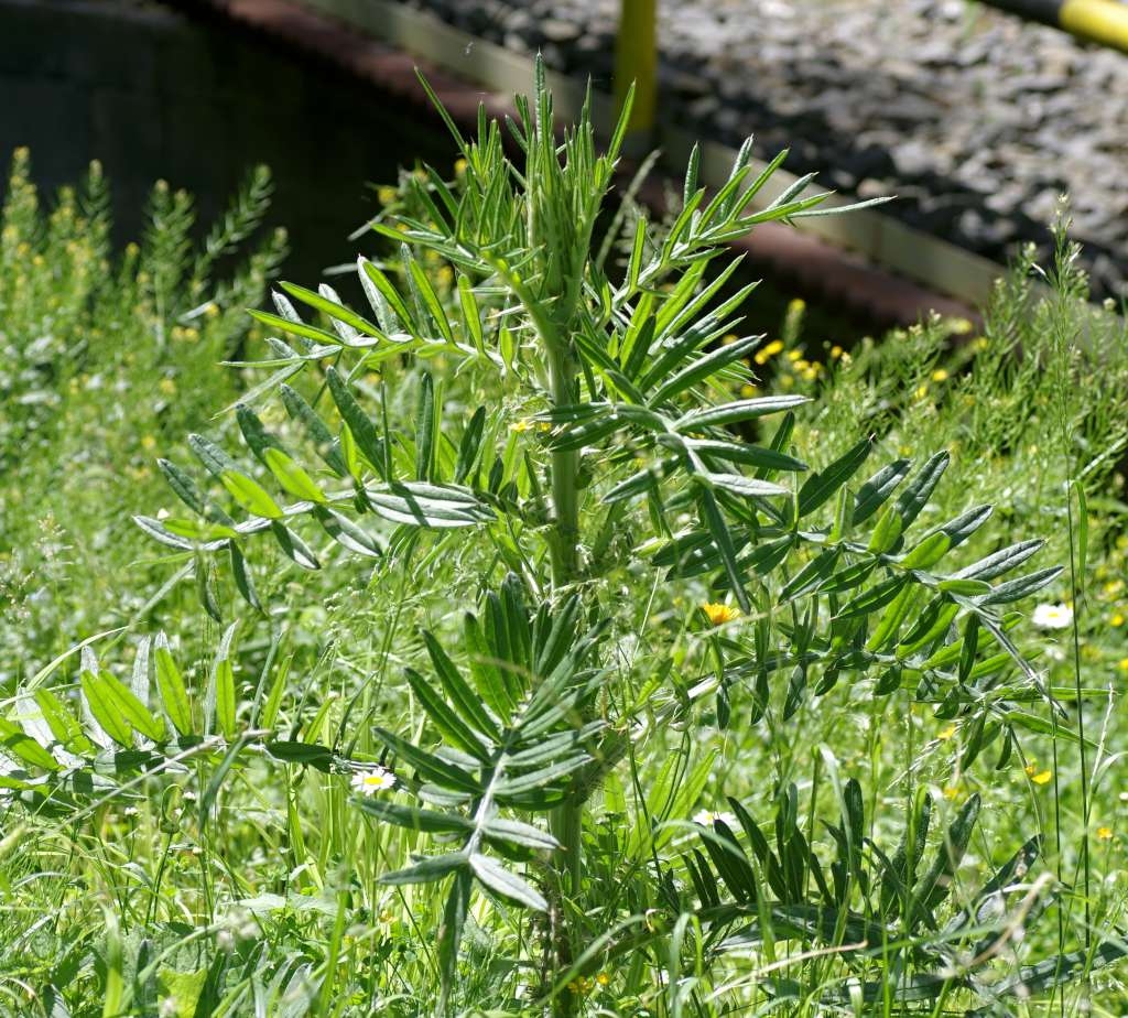 IMGP5182-1024~2.jpg