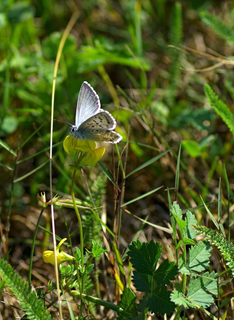 IMGP5358-1024~0.jpg
